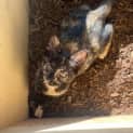 Photo of Tiggy