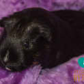 Photo of Luna And Eclipse