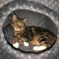 Photo of Blitzen