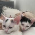 Photo of Stella And Mo