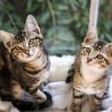 Photo of Mowgli ~ 14 Week Old Kitten (On Trial 06/08/2021)