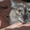 Photo of Mouse