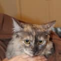 Photo of Mouse