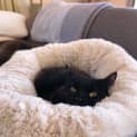 Photo of Cookie