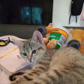 Photo of Copper