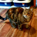 Photo of Queenie