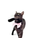 Photo of Pepper