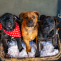 Photo of Levi ~ Staffy X Lab Puppy(on Trial 31/07/21)