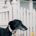 Photo of Spike