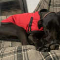 Photo of Dash