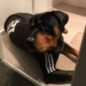 Photo of Diesel Cumberbatch