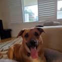 Photo of Montana ~ Cattle Dog X Kelpie(on Trial 5/8/21)