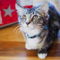 Photo of Loki 5 Month Old Kitten (On Trial 11/08/2021)