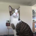 Photo of Mr Tom ~ Your Boy For Head Boops, 6yo