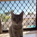 Photo of Catra