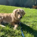 Photo of Seraphina