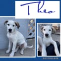 Photo of Theo