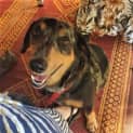 Photo of Sully