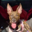 Photo of Luna