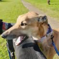 Photo of Jensen ~ 3yr Old Greyhound(on Trial 18/9/21)