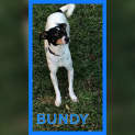 Photo of Bundy 💙
