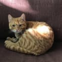 Photo of Mango