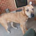 Photo of Cookie