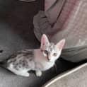 Photo of Sabu