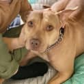 Photo of Jedda 3yr Old Staffy X