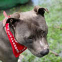 Photo of Chevy