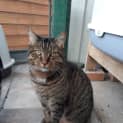 Photo of Tiger