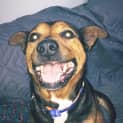 Photo of Roxy ~ 7yr Old Kelpie X (Hold 28/8 Trial Pending)