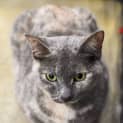 Photo of Lena