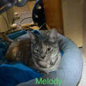 Photo of Melody