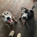 Photo of Lily & Nate ~ Bonded Staffy Pair (On Trial 2/10/21