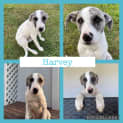 Photo of Harvey