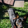 Photo of Billie ~ 9mo Kelpie X Cattle Dog(on Trial 20/09/21