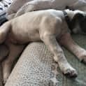 Photo of Oliver ~ Bull Arab X Puppy(on Trial 18/09/21)