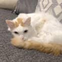 Photo of Princess
