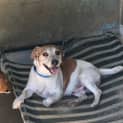 Photo of Peanut