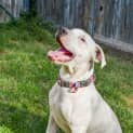 Photo of Pippa