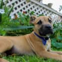 Photo of Piper ~ Mastiff X Wolfhound Puppy(adop. Pend.23/10