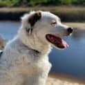 Photo of Lucy ~ 4yr Old Maremma X(on Trial 11/01/22)