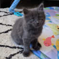Photo of Yindi