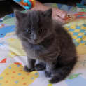 Photo of Jedda