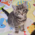 Photo of Maali