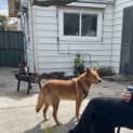 Photo of Ace