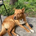 Photo of Ace