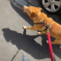 Photo of Ace
