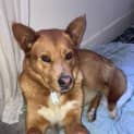 Photo of Ace